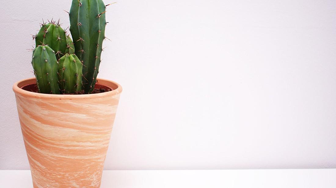 Plantas que resistem às baixas temperaturas para a sua casa - Imagem Principal