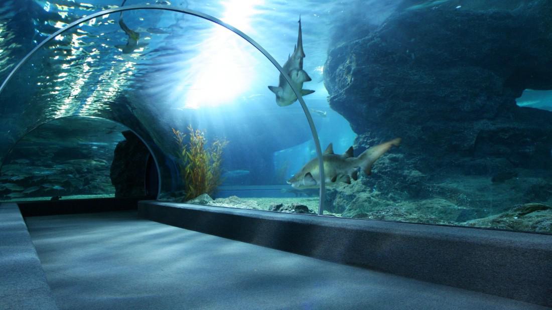 Conheça o Oceanic Aquarium em Balneário Camboriú - Imagem Principal