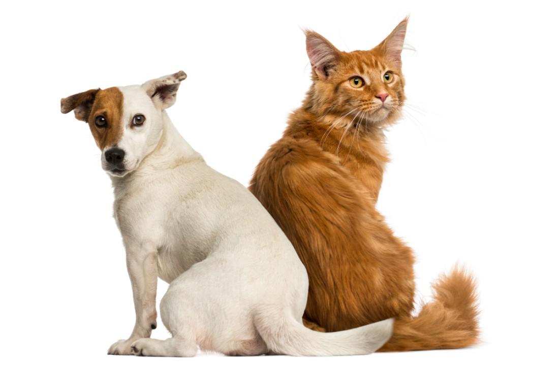 Animais em condomínio: como ter uma boa convivência entre vizinhos - Imagem Principal