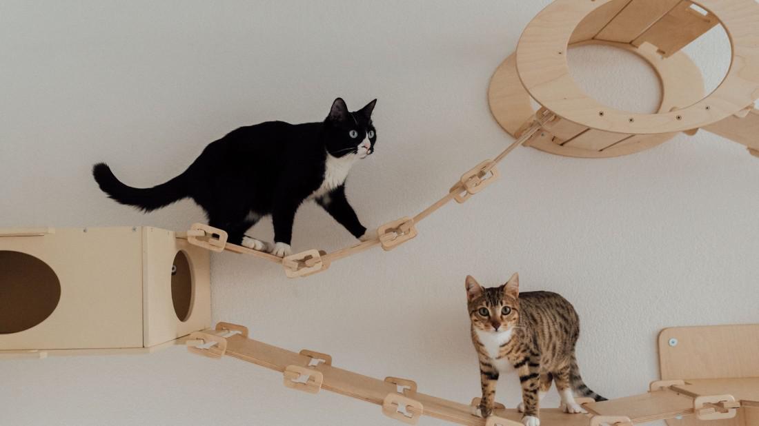 Como criar um espaço pet friendly dentro de casa? - Imagem Principal