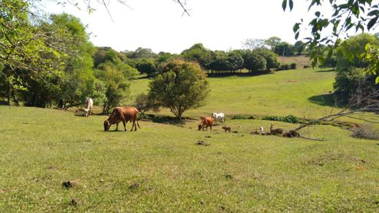 ÁREA RURAL / CHÁCARA EM SANTO ÂNGELO
