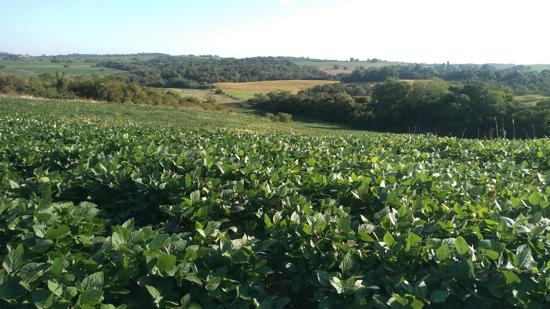 ÁREA RURAL - 22 HECTARES PLANTA - SÃO MIGUEL