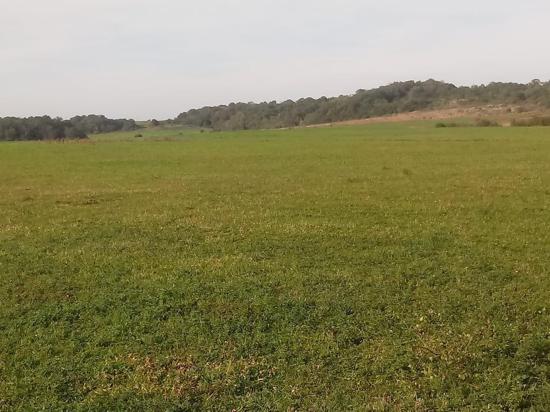 ÁREA RURAL - 100 HECTARES PARA PLANTA - SÃO MIGUEL