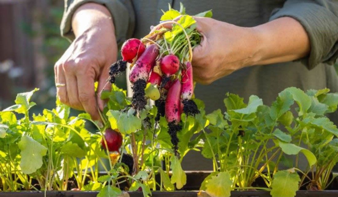 Alimento fresco, simples e saudável - Imagem de detalhe